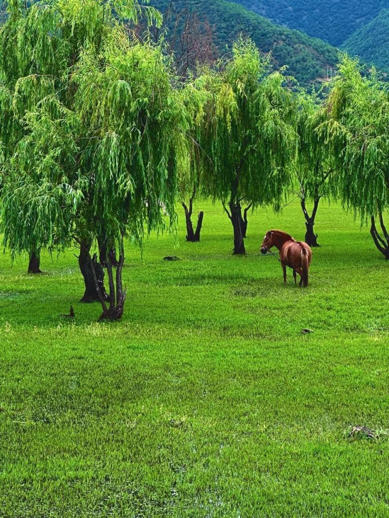 草甸牧马