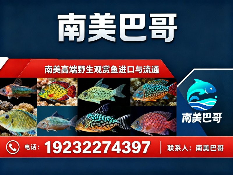 南美巴哥