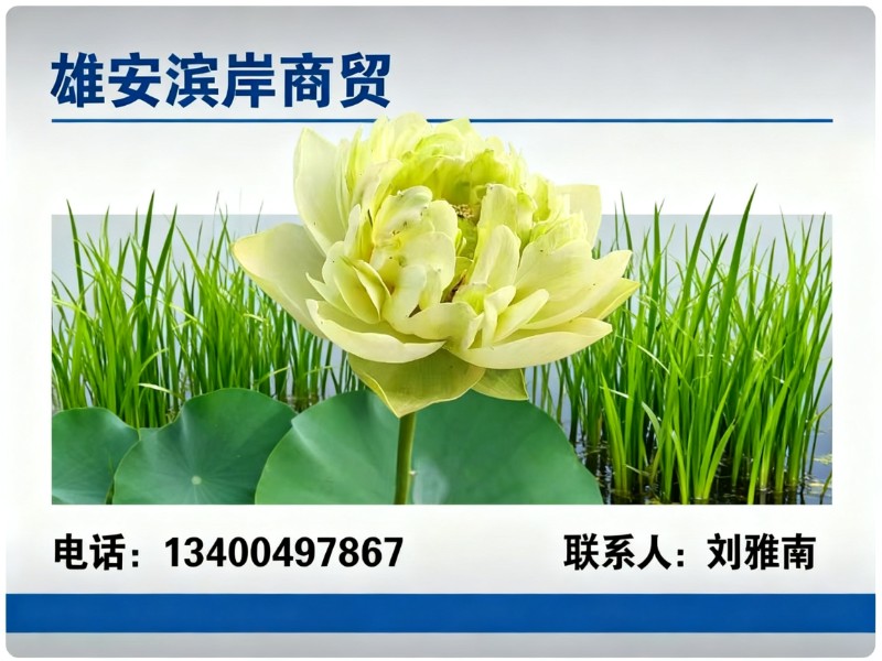 雄安滨岸商贸