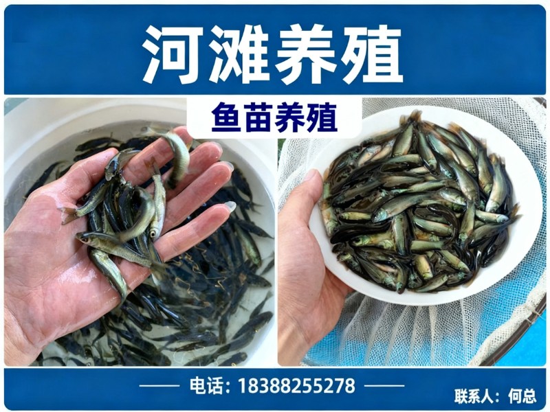河滩养殖昭通站