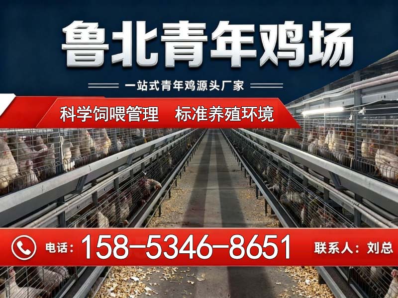 鲁北青年鸡场