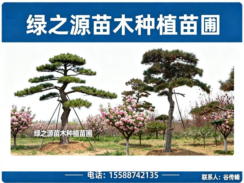 绿之源苗木种植苗圃
