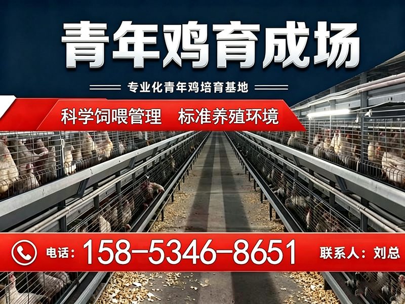 青年鸡育成场