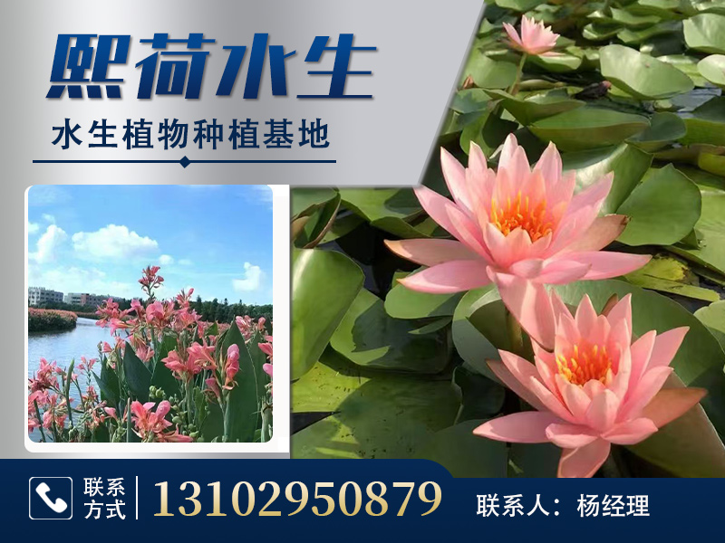 熙荷生态科技
