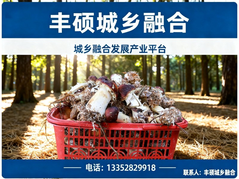 丰硕城乡融合