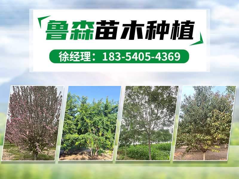 鲁森苗木
