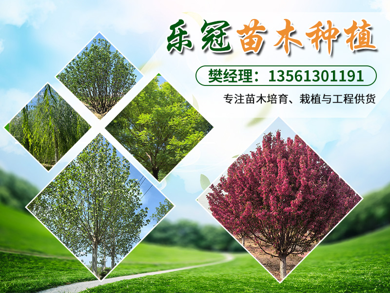 乐冠苗木乌海站