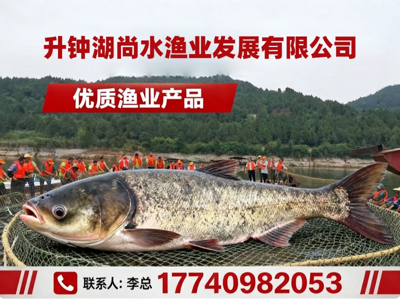 升钟湖尚水渔业