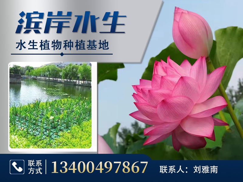 雄安滨岸商贸